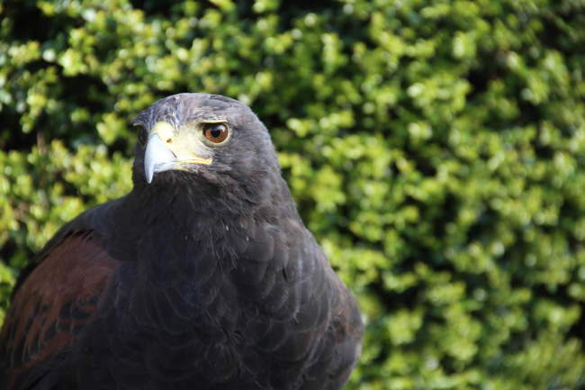 Hawk © Banham Zoo Hawk