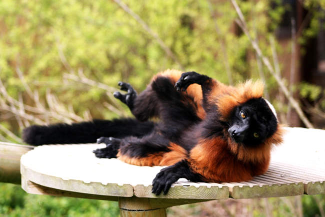 Lemur © Banham Zoo Lemur