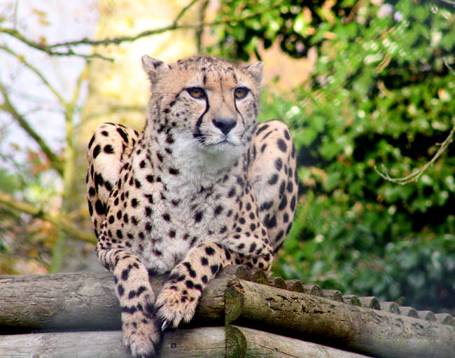 Leopard © Banham Zoo Leopard