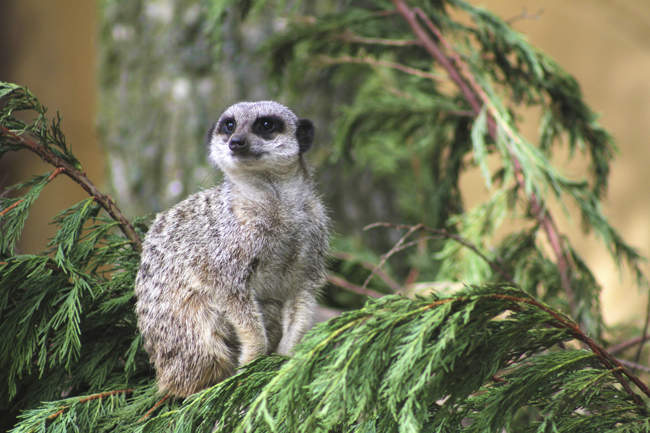 Meerkat © Banham Zoo Meerkat
