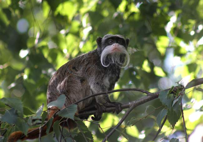 Monkey © Banham Zoo Monkey