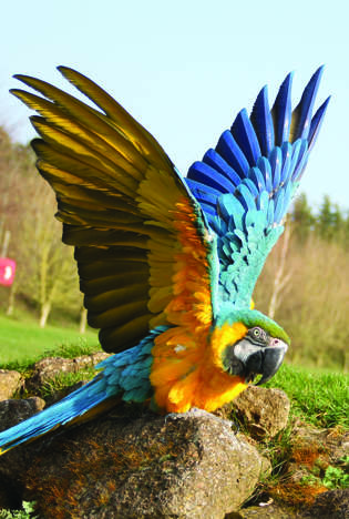 Parrot © Banham Zoo Parrot