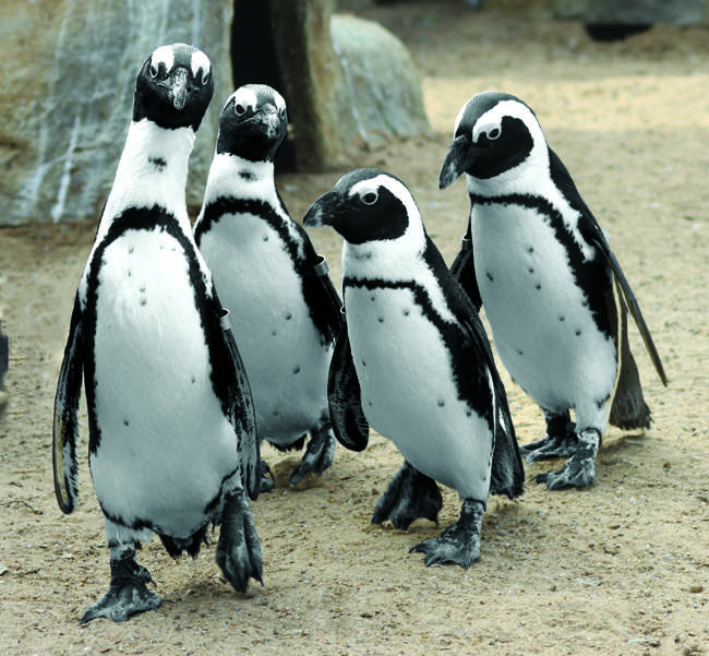 Penguins © Banham Zoo Penguins