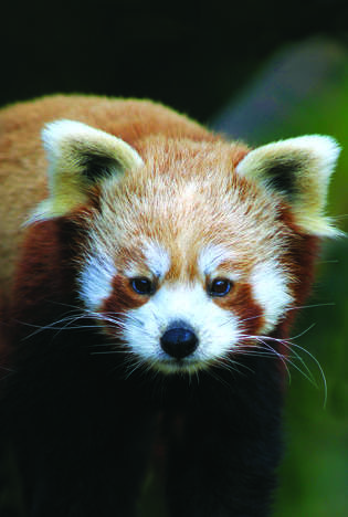 Red Panda © Banham Zoo Red Panda