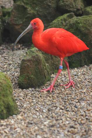 Scarlet Ibis © Banham Zoo Scarlet Ibis