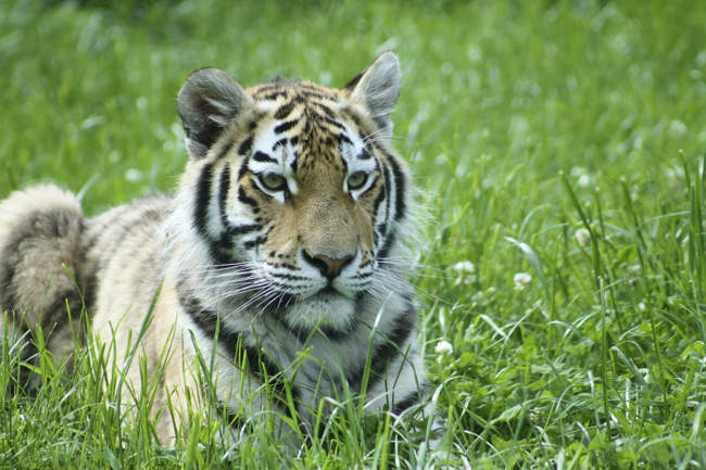 Tiger Cub © Banham Zoo Tiger Cub
