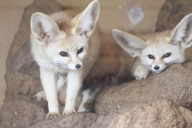 Fennec Fox