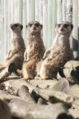 Meerkats