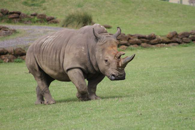 Rhino