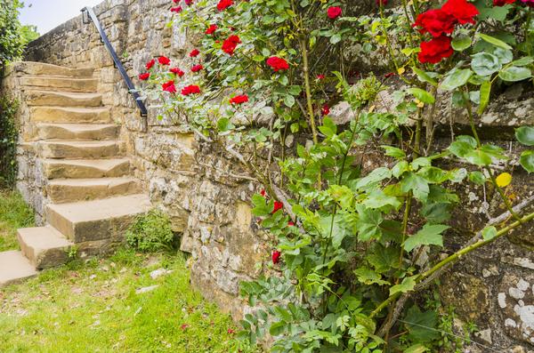 The lovely rose garden in the grounds of Battle Abbey