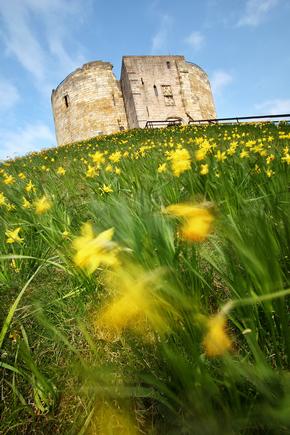 Cliffords tower on a sunny day with daffodils in foreground