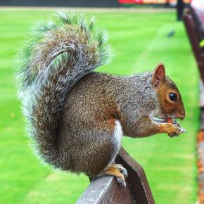Squirrel eating a nut on a park bench in Kensington Palace Gardens