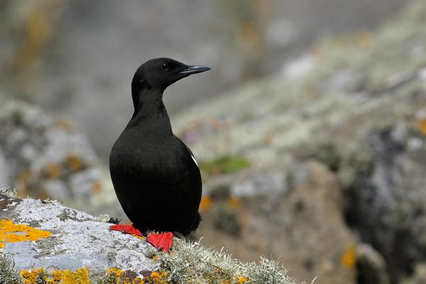 Black Guillemot on rocks with lichen