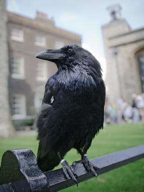 Closeup of raven at the Tower of London
