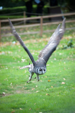 Owl in Flight