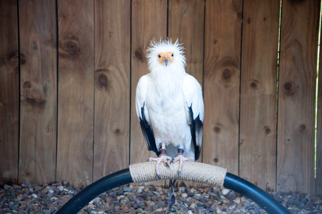 Frank The Egyptian Vulture