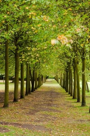 Avenue of trees at Wrest Park