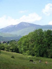 View from Breakfast Room