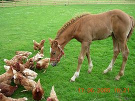 Barnaby with the chickens