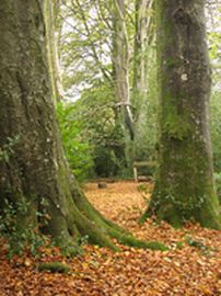 Beautiful Wood Walk at Monkton