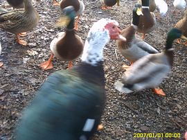 Netherdene Country House