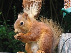 Red Squirrel in the garden