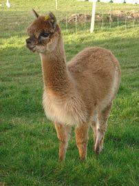 Alpaca