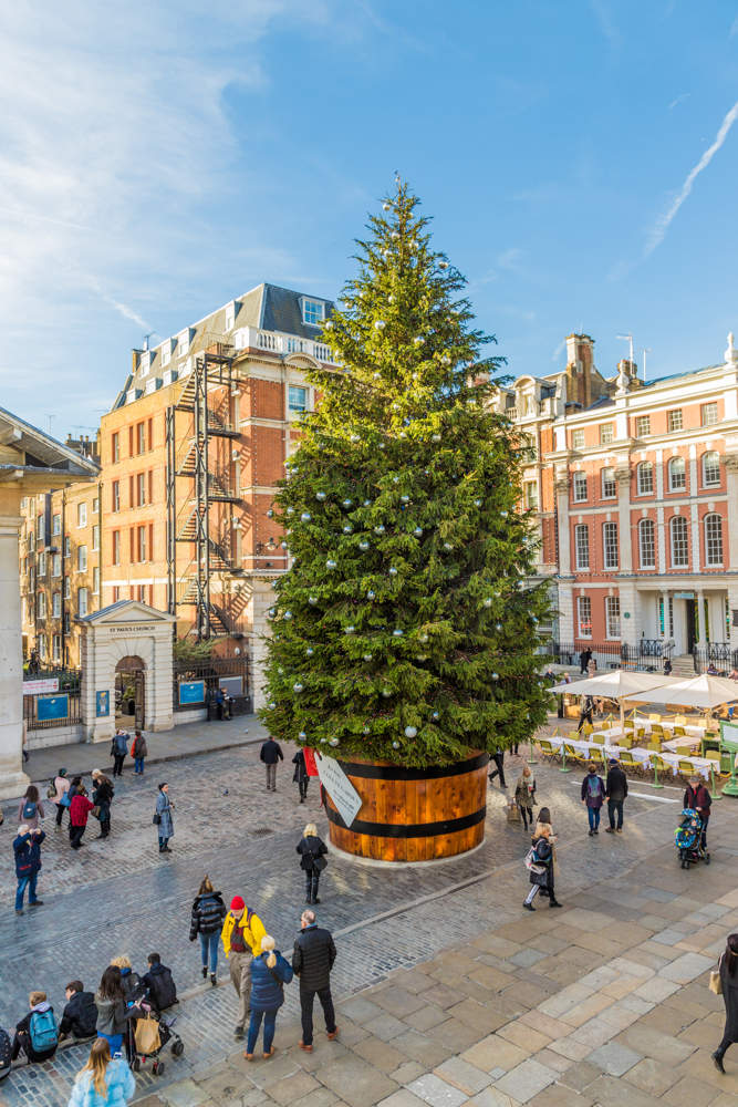 Daytime view Covent Garden Square with a huge Christmas tree in the centre, sitting in a barrel style bucket.