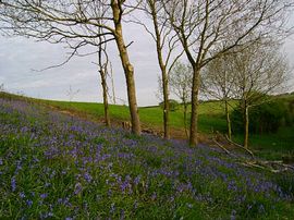 Bluebells