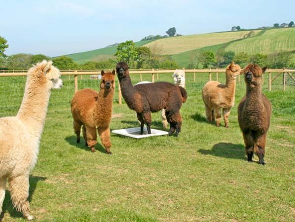 Bramble Cottage Alpacas Bramble Cottage Alpacas
