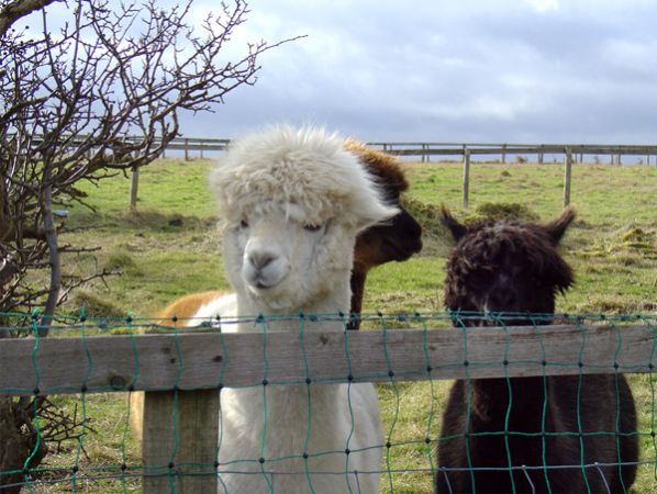 Abbey View Cottage Alpacas