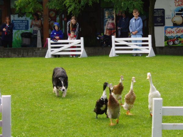 Duck Trials at Big Sheep Abbotsham
