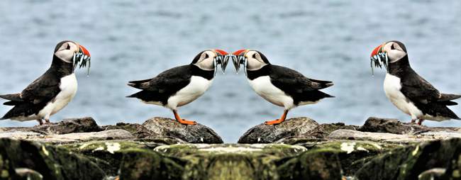 Puffins on the Farne Islands © Simon Edge - stock.adobe.com Puffins on the Farne Islands