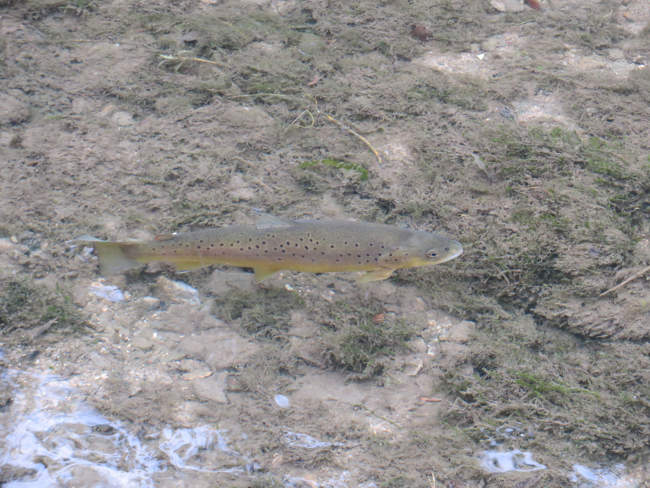 Can you spot the trout?