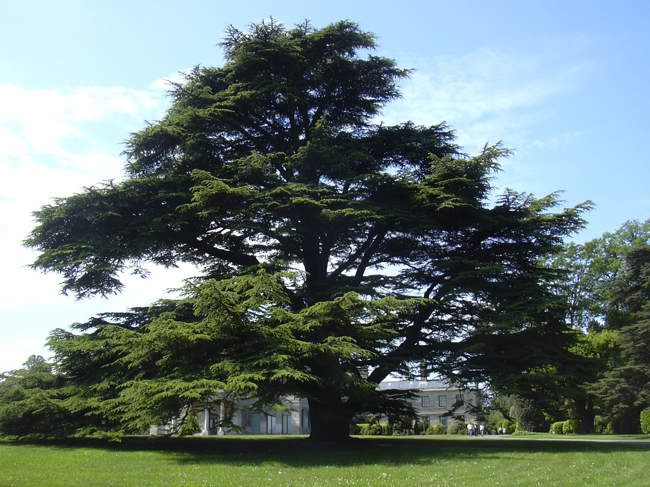 Cedar in front of Brodsworth Hall &copy; Steve Willimott