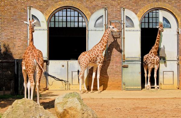 Giraffes enjoying the sunshine in their enclosure at London Zoo