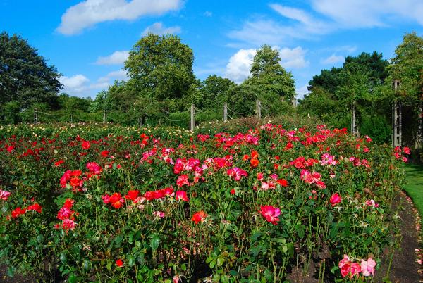 Regent's Park Rose Garden with blue sky in the background in Regent's Park in London, England