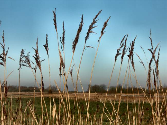 Carlton Marshes Nature  Reserve &copy; Peggy Cannell