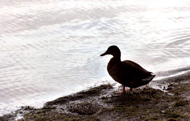 Duck at Carsington lake &copy; David Oakley-Hill
