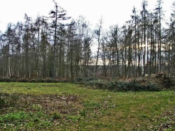 Thunderfield Grove Nature Reserve