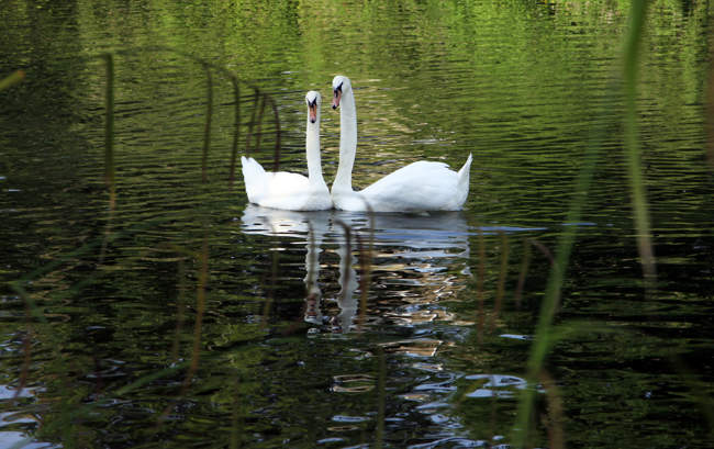 Swans on the River Avon