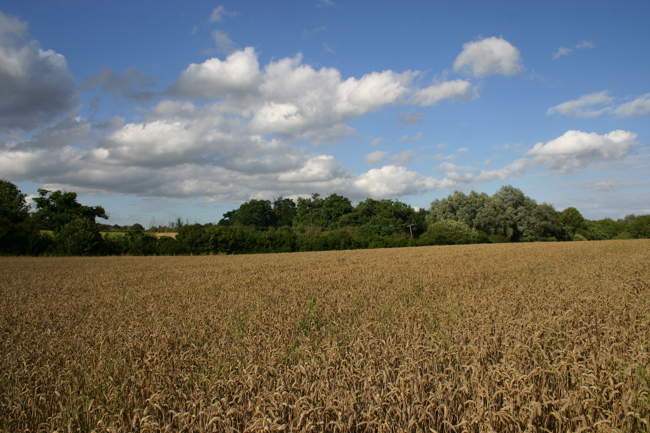 Pitts Wood &copy; Brian Pearson