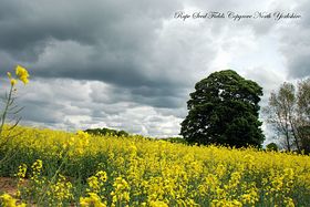 Heavy Weather at Copgrove. &copy; Mr Philip Moon (HKt B)