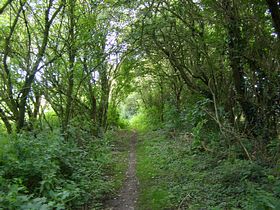 Jillwoods Lane &copy; John Fenteman-Bladen