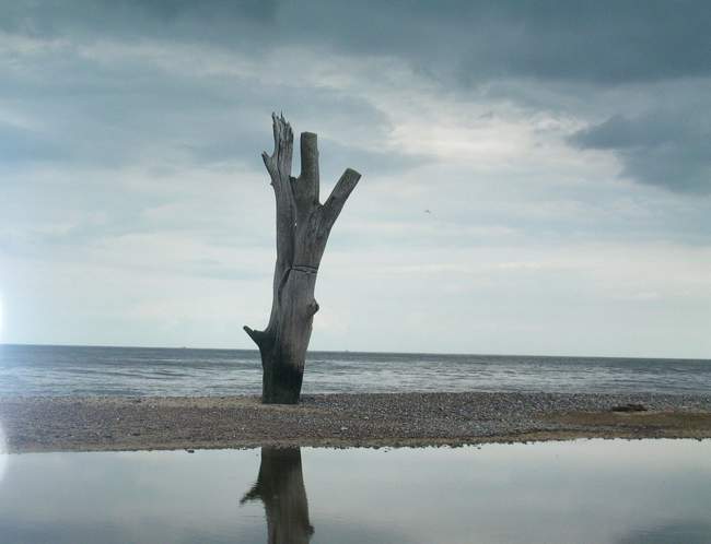 The tree is completely in the sea during high tide due to erosion. &copy; Peggy Cannell