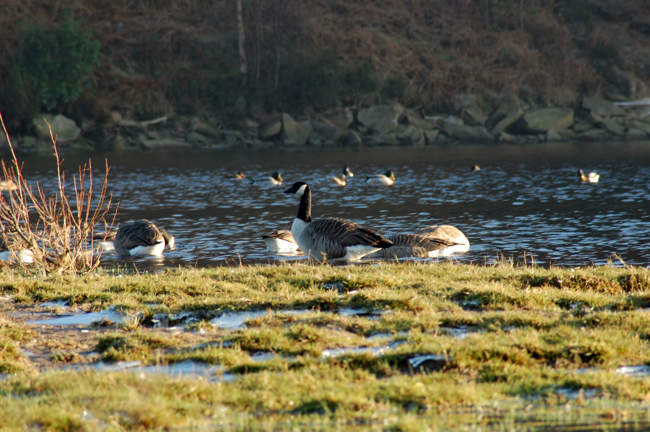 Geese, Valehouse Reservoir &copy; Piotr Szafel