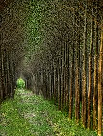 Telford Shropshire a place just outside crudgington &copy; Beveley Cartlidge