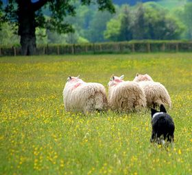 Cwmdu Sheepdog Trials &copy; Stephanie Powell