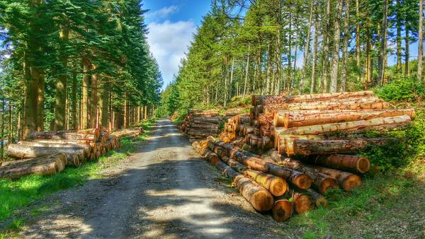 Forest walk on Denbigh Moors