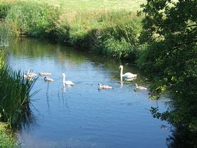 Swan Family on R.Stour at Durweston &copy; J.D.Astin